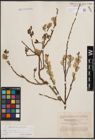 Foto von Salix cinerea subsp. atrocinerea (Brot.) Guinier